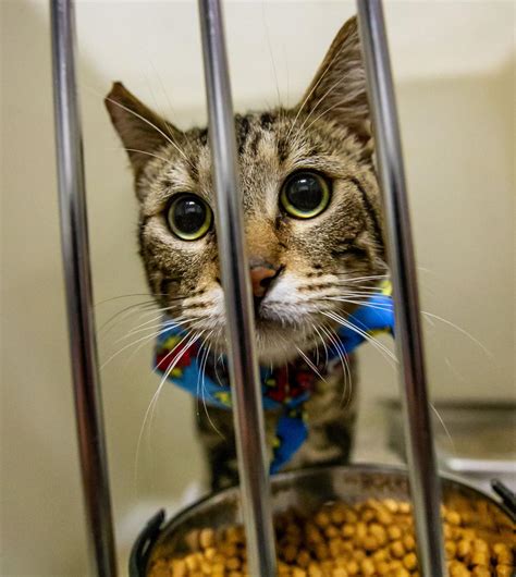 bakersfield animal control adoption|Adopt A Cat .
